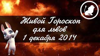 Зайка Zoobe - гороскоп для ЛЬВОВ  на 1 декабря