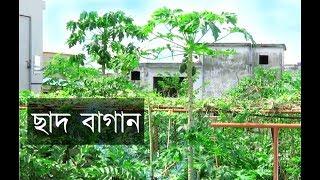 Rooftop garden in bangladesh.