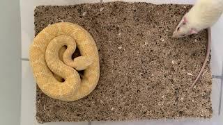 Feeding Albino Western Diamondback Rattlesnake