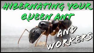 Hibernating Your Queen Ant and Workers