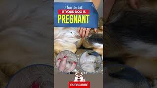 if your dog is pregnant how to check