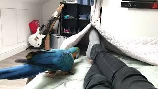 Parrot vs Dark Scary Cave | Mikey The Macaw