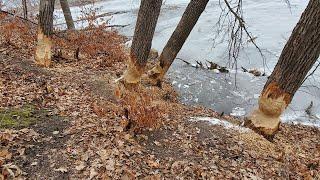 Trapping Hard Headed Beaver (Cutting Oak Trees)