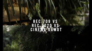 Rec.709 & 2020 VS Cinema Gamut