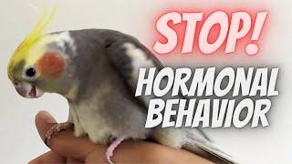 How to stop your Bird from being hormonal