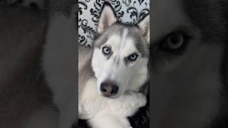 My husky loves to eat oranges! #husky #cutedogs #funnydogs #doglovers #dogshorts #dogs #shortsviral