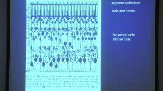 2. Basic layout of the visual system and the retina