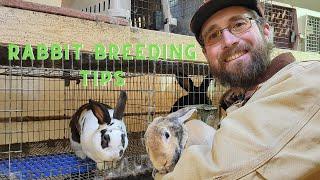 WATCH this before breeding rabbits! The rabbit breeding process