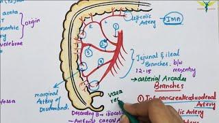 Superior Mesenteric Artery(SMA) | Course | Divisions | Termination