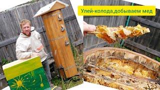 Улей-колода 2021 Как мы мед добывали