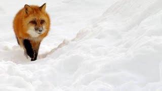 Red Fox Hilariously Pounces Headfirst Into Snow