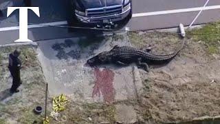 Woman's body found in jaws of 13ft alligator in Florida