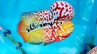 Beautiful and Rare Gold Kamfa Flowerhorn in The World