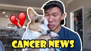 My Corgi's Cancer News and Giving Him The Best Day || Life After College: Ep. 765