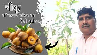 Creative Method Grafting Sapodilla Tree | चीकू की कलम बांधने का देसी तरीका | CHIKU KI GRAFTING