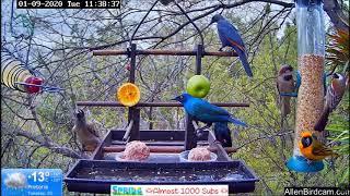 Allen BirdCam Live Stream - South Africa (Hornbills, Bushbaby, and Genets)