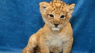 Real Life Simba Cub