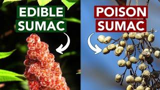 Edible vs. Poison Sumac — Learn The Difference