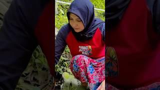 Janda turunan turki #shortvideo #hadewechannel #jandadesa #jandamontok