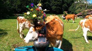 Lauterbrunnen Switzerland, Cows & Cow Parade - Alpabzug Alpabfährt | 4K UHD Video