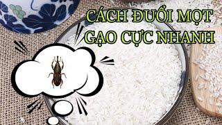 CÁCH XUA ĐUỔI MỌT GẠO NHANH VÀ BẢO QUẢN GẠO KHÔNG BỊ MỌT GẠO CỰC NHANH