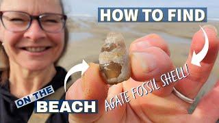 How to Find Beach Agates, Fossils, Jasper, Petrified Wood and more: Rockhounding on the Oregon Coast