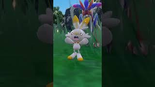 hatched a shiny scorbunny #pokemon #pokemonscarletandviolet