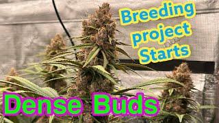 Growing dense buds - breeding project