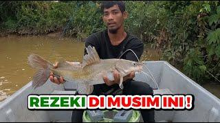 Marvelous Catfish Were Cought!  |  Ikan Idaman Ramai  |  Trip Menajur Baung Musang King! #eps 272