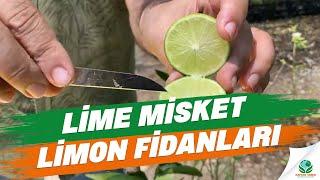 Lime Misket Limon Fidanları