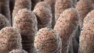 Beneficial Bacteria - Restoring Nature’s Balance - NobleBio - Cortical Studios | MoA Animation