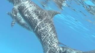 Swimming with Dolphins Part 2: Bimini