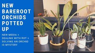 Bareroot Orchids Potted Up + Solving an Orchid Mystery