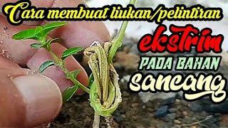 Cara Membuat Liukan/Pelintiran Ekstrim Bahan Bonsai Sancang