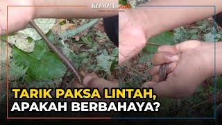 Viral Video Tarik Paksa Lintah yang Tengah Mengisap Darah, Ini Kata Peneliti