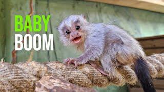 Zoo Celebrates Baby Boom with Arrival of 9 Adorable ‘ZooBorns’