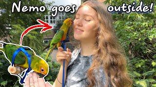 Taking my Jenday Conure Outside for the First Time!! | How I harness trained my bird in 3 weeks!