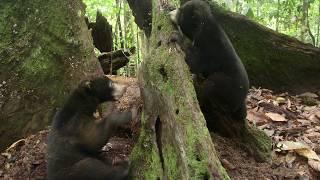 Sun Bear Rehabilitation | Sun Bear's Friendship | BSBCC