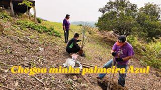 Rortina no interior. Plantamos a palmeira Azul.