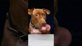 Best licking sound #asmr #pitbull