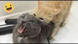 Try Not To Laugh Dogs And Cats  - Best Funniest Animals Video 2024 - Part 60