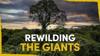 Our plan to reconnect the giants of the Amazon