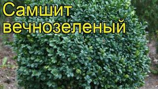 Самшит вечнозеленый. Краткий обзор, описание характеристик buxus sempervirens