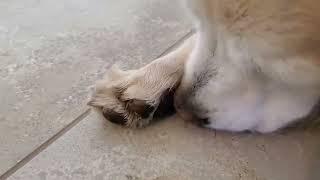  ‍ Dog ASMR Licking & Grooming His Paw For Two Hours - Looped / Repeated  No Talking For Sleep