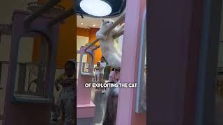 Cat Does Olympic-Level Parallel Bars in Cat Café