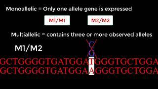 Understanding: Single Nucleotide Polymorphisms & Biallelic Alleles