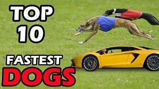 TOP 10 FASTEST DOG BREEDS IN THE WORLD