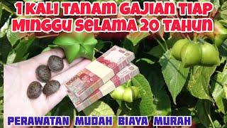 satu kali tanam panen tiap minggu selama 20 tahun || tanaman penghasil uang