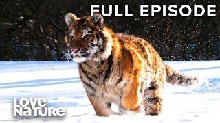 Surviving Siberia: The Hardiest Animals on Earth | Siberia's Wildest Year