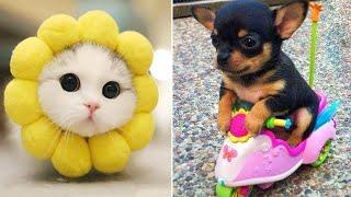 Funniest Animals 2024  Best Funny Cats and Dogs  Part 25 | Cute Baby Dogs